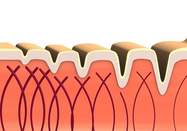 Tout savoir sur le collagene et ses effets